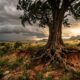 Provérbio africano do dia, “Quando as raízes de uma árvore são profundas, ela não precisa temer o vento, porque sabe de onde veio antes de enfrentar a tempestade.” Uma sabedoria ancestral sobre atravessar crises