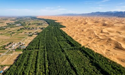 A China plantou 66 bilhões de árvores em quase 50 anos e encontrou um resultado inesperado: elas crescem 66% mais rápido, mas isso não garante os mesmos benefícios de uma floresta natural