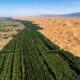 A China plantou 66 bilhões de árvores em quase 50 anos e encontrou um resultado inesperado: elas crescem 66% mais rápido, mas isso não garante os mesmos benefícios de uma floresta natural