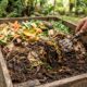 Nem café, nem cascas de ovo: esse fertilizante caseiro é considerado o “ouro verde” revitaliza o solo e faz as plantas crescerem