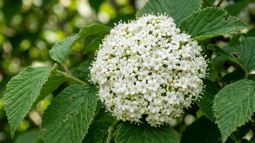 Nem hortênsia nem planta delicada: essa espécie tem flores brancas, exige poucos cuidados e pode transformar qualquer canto do jardim