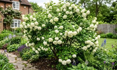 Nem hortênsia nem planta delicada: essa espécie tem flores brancas, exige poucos cuidados e pode transformar qualquer canto do jardim