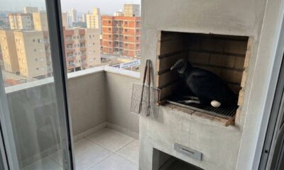 Mulher aluga um apartamento com churrasqueira na varanda, mas antes da carne chegou uma mamãe urubu, que fez um ninho. Ela comunicou ao órgão ambiental do estado, que respondeu: se remover a hóspede, pode tomar multa e ser presa por crime ambiental
