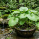 Como plantar wasabi verdadeiro em vasos: o guia para cultivar a cobiçada raiz-forte japonesa em áreas de sombra total com água corrente fresca