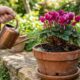 Cresce em vaso, ocupa pouco espaço e enche o balcão de flores: a planta ideal para cultivar a partir de setembro e manter cor durante os meses mais frios