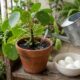 Colocar água do cozimento do ovo nas plantas: para que serve e por que é importante deixar esfriar antes