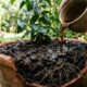 Chá forte de folhas de pitangueira no solo: o defensivo natural que elimina larvas e cochonilhas de raiz sem intoxicar a planta