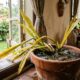 Especialista em plantas afirma: se a espada-de-são-jorge está com as folhas amolecendo e amarelas, o problema não é falta de sol, mas excesso de água
