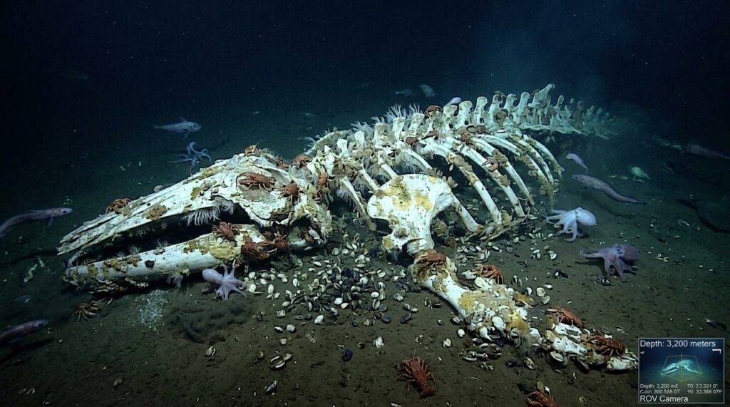 Cientistas encontram necrópole de baleias no fundo do Oceano Índico e descobrem fósseis de 5,3 milhões de anos escondidos a 7 mil metros de profundidade