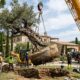 Eles transplantaram uma oliveira de 500 anos e seis toneladas para instalá-la no jardim