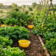 Bacia amarela com água e óleo vegetal na horta: a armadilha visual simples que atrai e faz captura massiva de pulgões alados sem veneno