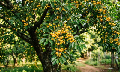Essa árvore frutífera rústica para vasos produz pequenas cerejas amarelas muito doces com sabor de mel e exige poucos cuidados no quintal