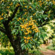 Essa árvore frutífera rústica para vasos produz pequenas cerejas amarelas muito doces com sabor de mel e exige poucos cuidados no quintal