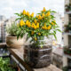 Essa pimenta amarela em garrafa PET tem zero ardência e produz o ano inteiro: a planta compacta perfeita para colorir varandas de apartamento