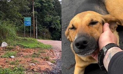 Estrada de terra com vegetação verde e cachorro caramelo sendo acariciado por uma mão