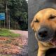 Estrada de terra com vegetação verde e cachorro caramelo sendo acariciado por uma mão