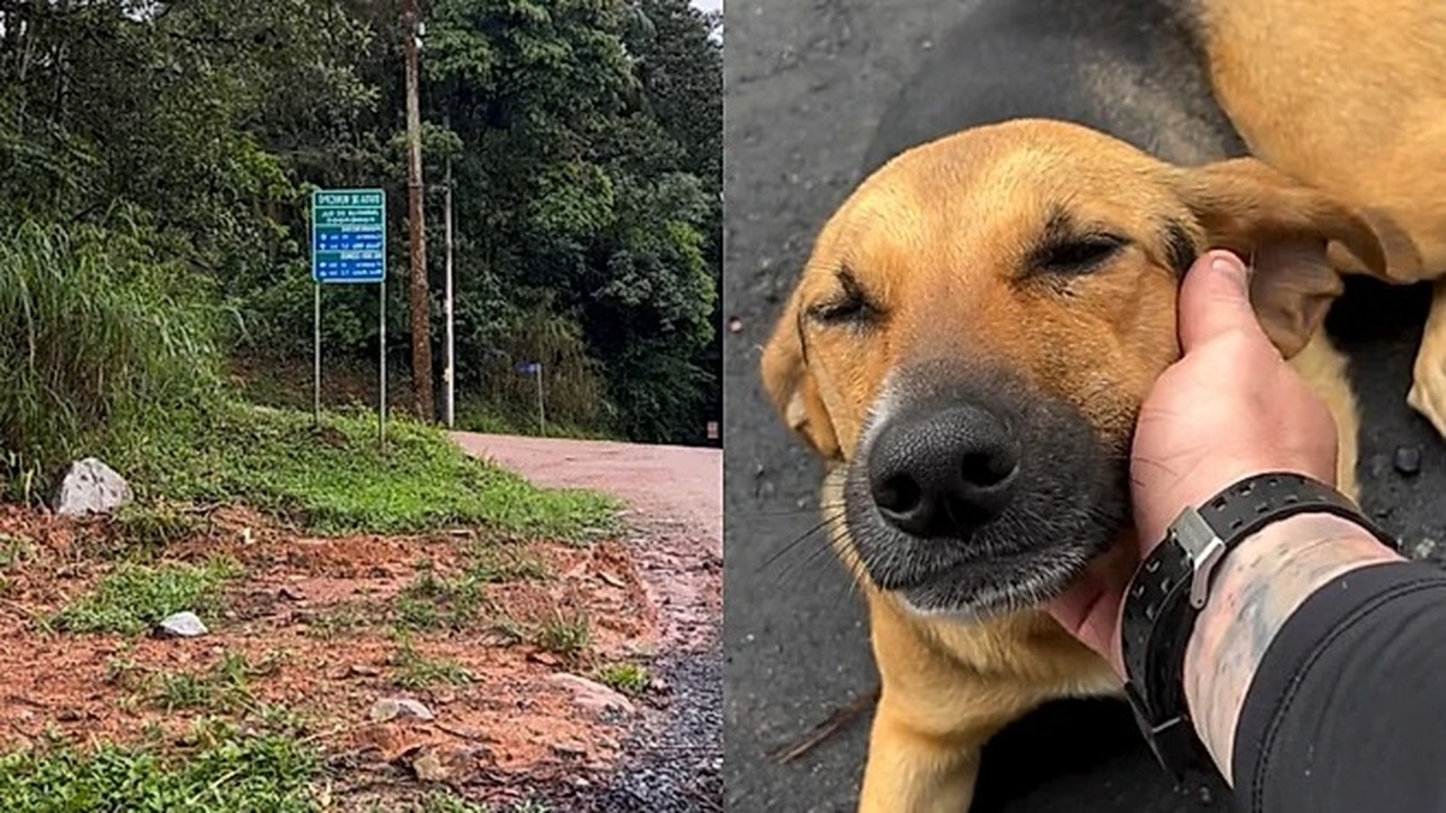Estrada de terra com vegetação verde e cachorro caramelo sendo acariciado por uma mão