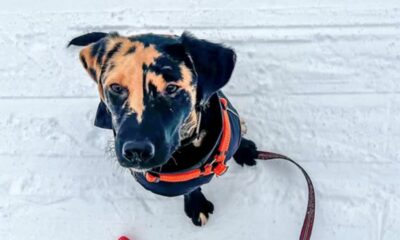 Filhote de Labrador com pelagem rara parece uma mistura de brownie com manteiga de amendoim e encanta pela combinação de cores incomum