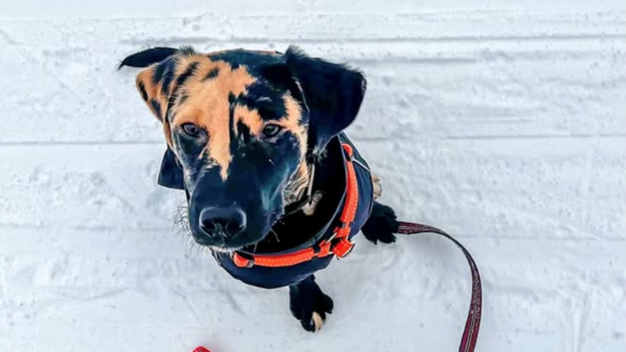 Filhote de Labrador com pelagem rara parece uma mistura de brownie com manteiga de amendoim e encanta pela combinação de cores incomum