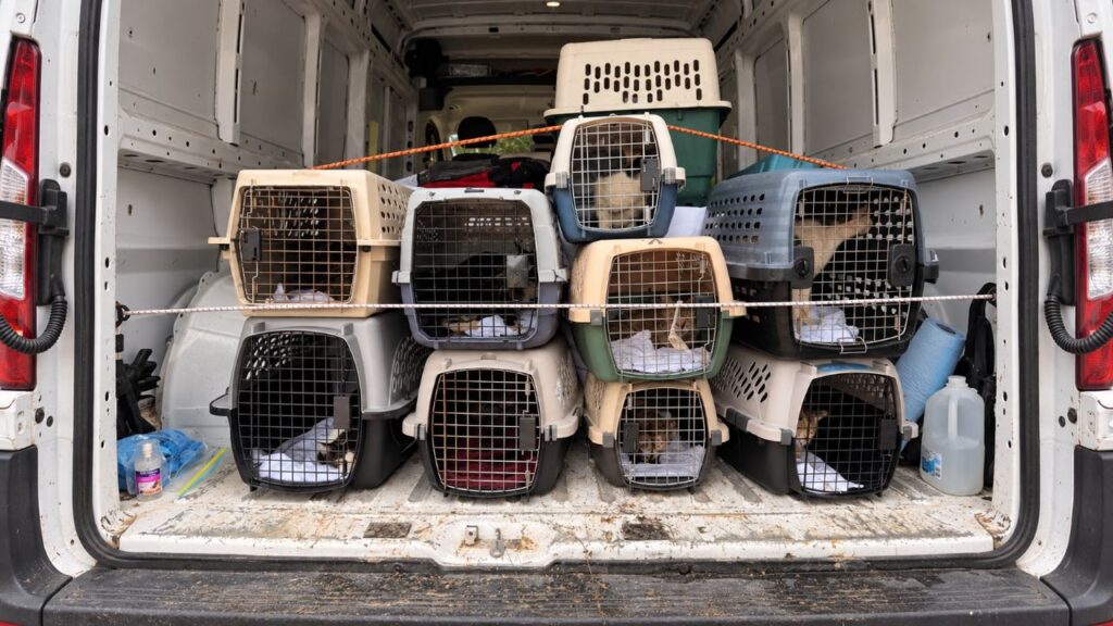 Socorristas fazem descoberta chocante dentro de trailer e encontram 36 animais que nunca haviam visto o mundo lá fora