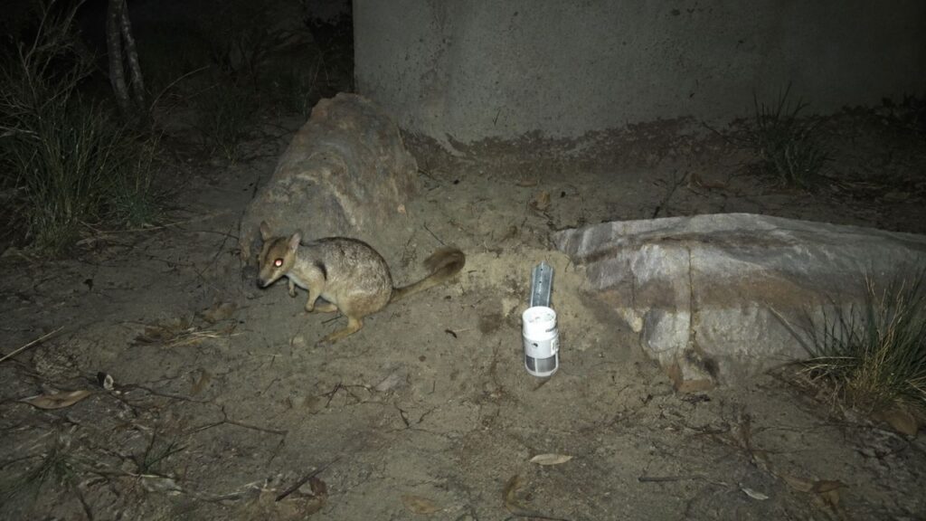 Pequeno marsupial considerado à beira da extinção é avistado pela primeira vez em 50 anos e surpreende pesquisadores