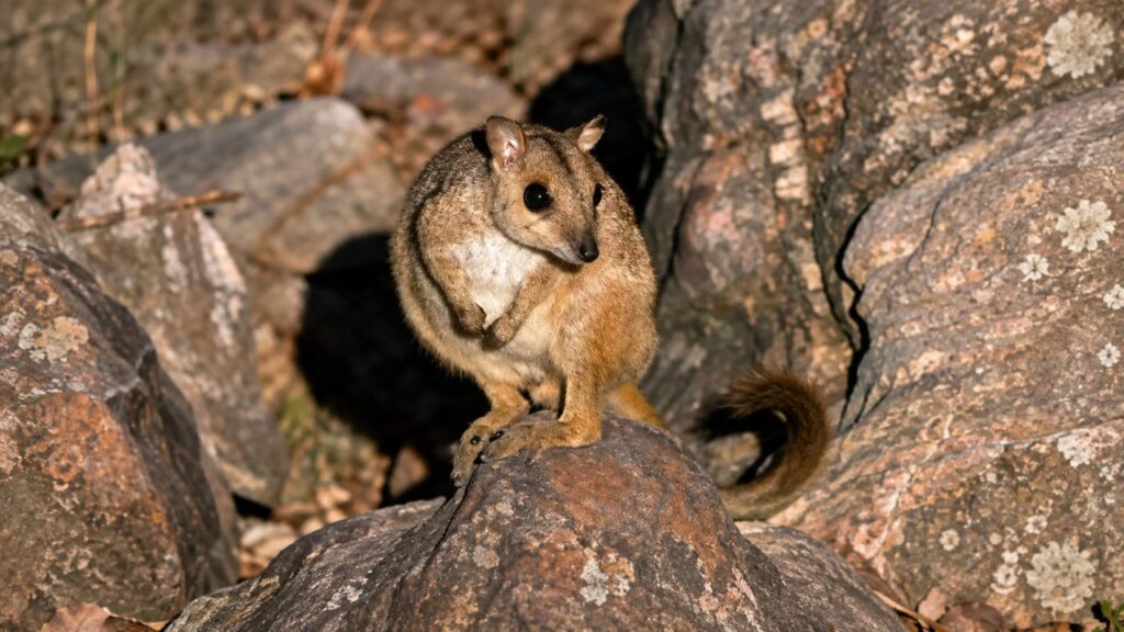 Pequeno marsupial considerado à beira da extinção é avistado pela primeira vez em 50 anos e surpreende pesquisadores