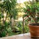 Acerola anã em vaso de barro com folhas verdes, flores brancas e frutos vermelhos maduros em varanda