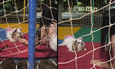 Cachorrinha Shih Tzu de tutu rosa e mulher agachada no pula-pula, vista por rede