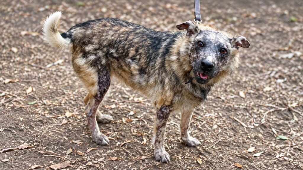 Cão que não pode tomar sol espera por adoção há 3 anos e conquista todos com seu jeito dócil