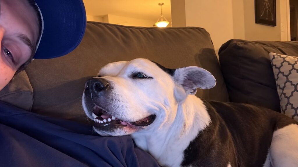 Pit bull vivia assustado em uma casa cheia de animais, é resgatado e aprende pela primeira vez como é receber carinho e se sentir seguro