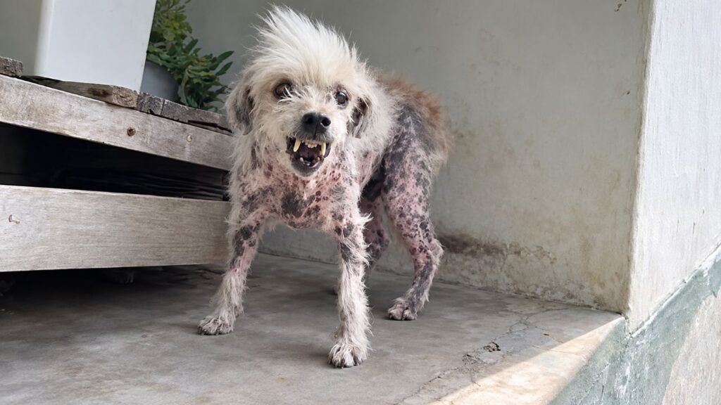Socorristas não desistem de cão idoso temperamental e voltam várias vezes para tentar salvá-lo