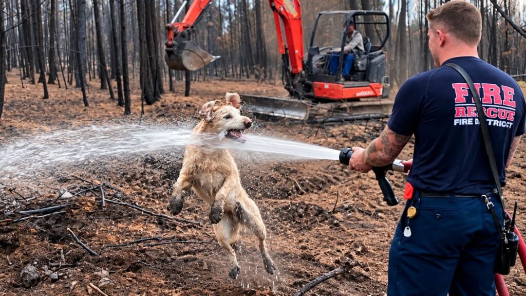 Bombeiros atendem a um chamado de rotina, mas acabam transformando o dia de um cachorro em um momento inesquecível