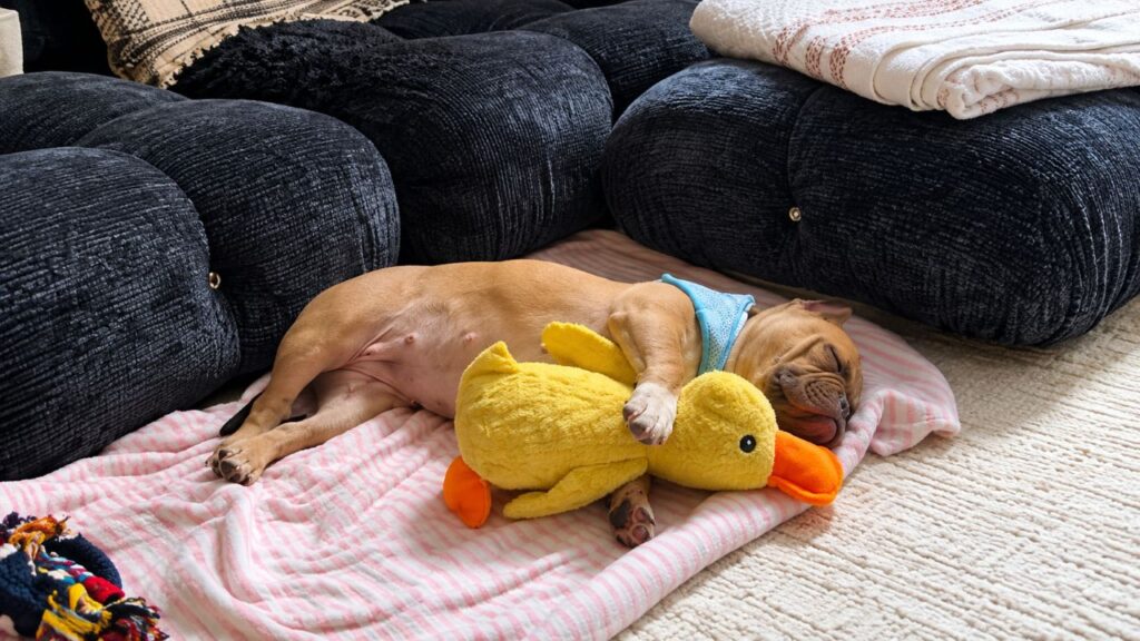 Vidente recomenda pato amarelo para cão adotado que não gostava de brinquedos, e reação do animal surpreende a tutora