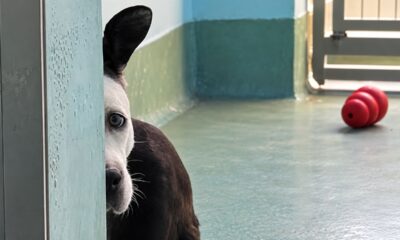 Pit bull vivia assustado em uma casa cheia de animais, é resgatado e aprende pela primeira vez como é receber carinho e se sentir seguro