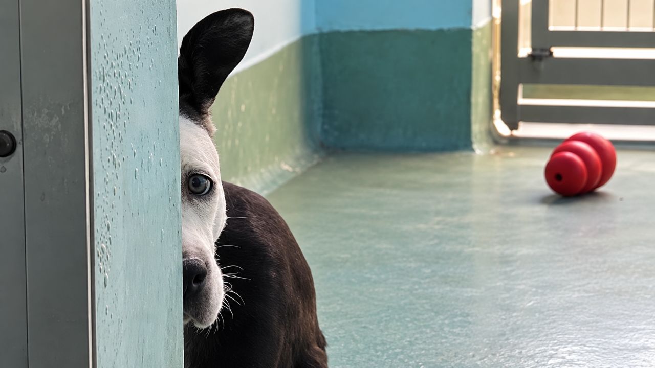 Pit bull vivia assustado em uma casa cheia de animais, é resgatado e aprende pela primeira vez como é receber carinho e se sentir seguro