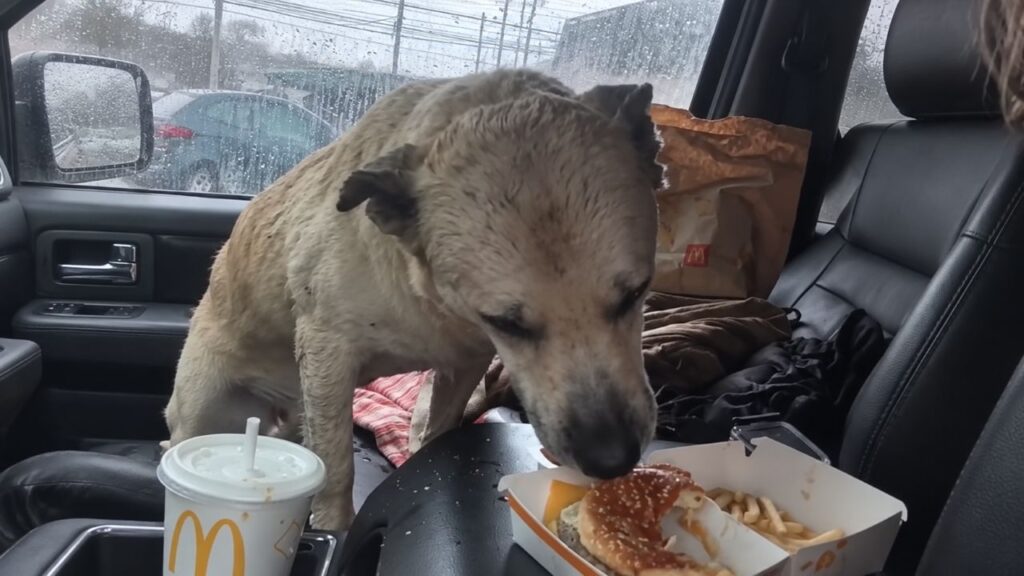 Caminhante encontra cachorro encharcado e oferece McDonald’s, mas o cãozinho surpreende ao mostrar o que realmente queria