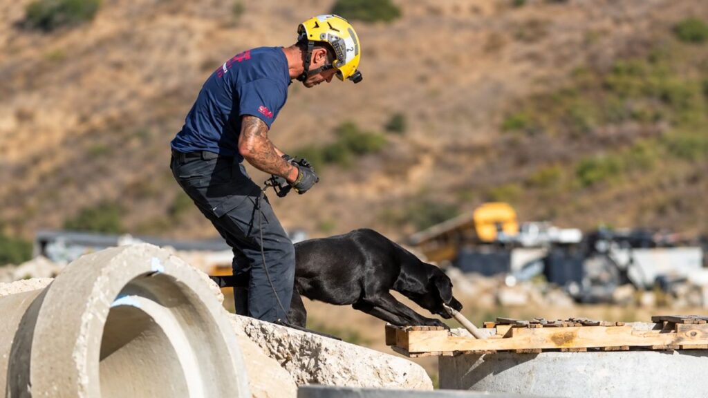 Labrador preta passa anos em um abrigo e surpreende ao se tornar heroína de busca e resgate