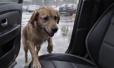 Caminhante encontra cachorro encharcado e oferece McDonald’s, mas o cãozinho surpreende ao mostrar o que realmente queria