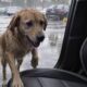 Caminhante encontra cachorro encharcado e oferece McDonald’s, mas o cãozinho surpreende ao mostrar o que realmente queria