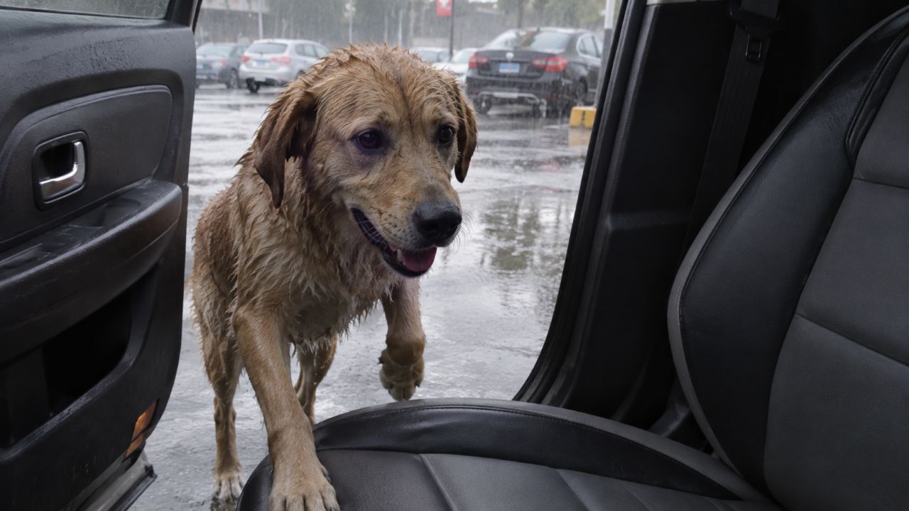 Caminhante encontra cachorro encharcado e oferece McDonald’s, mas o cãozinho surpreende ao mostrar o que realmente queria