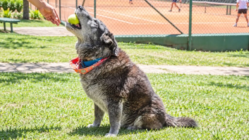 Cachorro vira-lata invade quadra de tênis de surpresa, conquista jogadores e público e acaba virando o mascote oficial do local