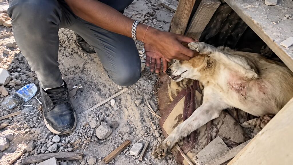 Cão atacado por outro muito maior luta para sobreviver, enfrenta uma longa recuperação e mobiliza uma comunidade inteira em corrente de solidariedade