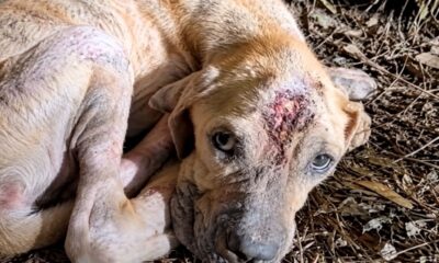 Mulher para a motocicleta ao encontrar cachorro abandonado na estrada e toma uma decisão que transforma completamente a vida do animal