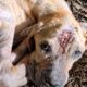 Mulher para a motocicleta ao encontrar cachorro abandonado na estrada e toma uma decisão que transforma completamente a vida do animal