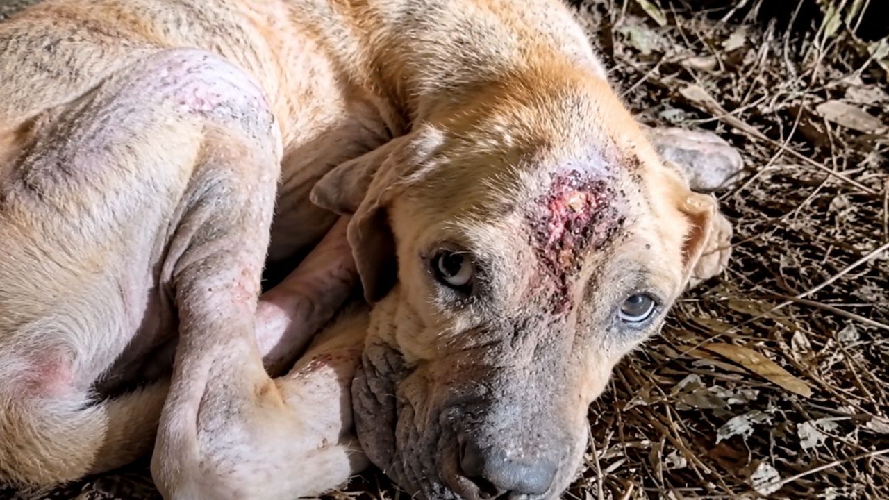 Mulher para a motocicleta ao encontrar cachorro abandonado na estrada e toma uma decisão que transforma completamente a vida do animal