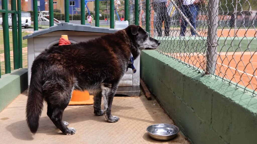 Cachorro vira-lata invade quadra de tênis de surpresa, conquista jogadores e público e acaba virando o mascote oficial do local