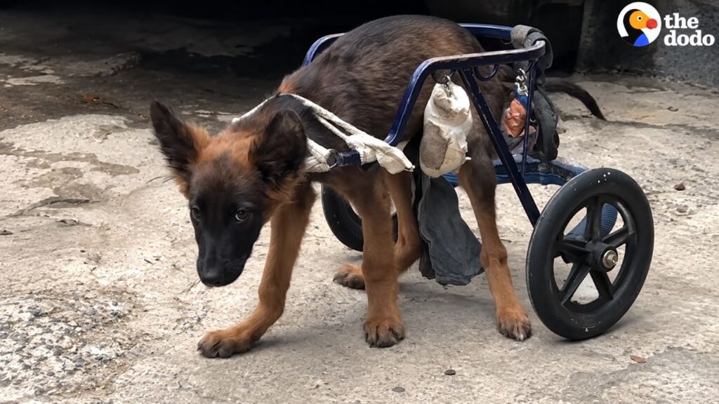 Filhote paralisada emociona ao superar limitações e aprender a correr com o irmão sempre ao seu lado durante toda a recuperação