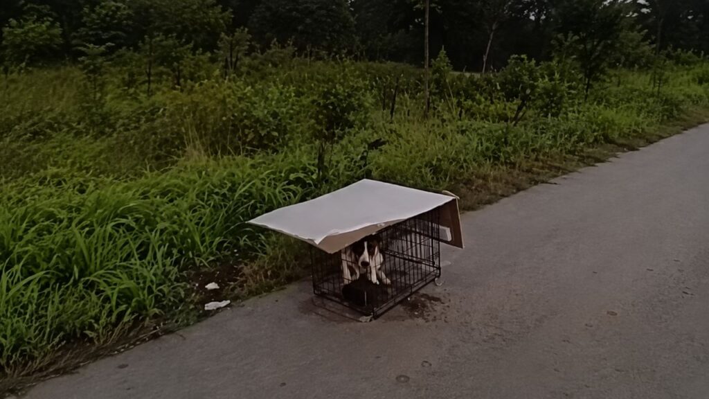 Policial encontra filhote abandonado em área de descanso e câmera corporal registra o momento em que os dois criam uma amizade instantânea