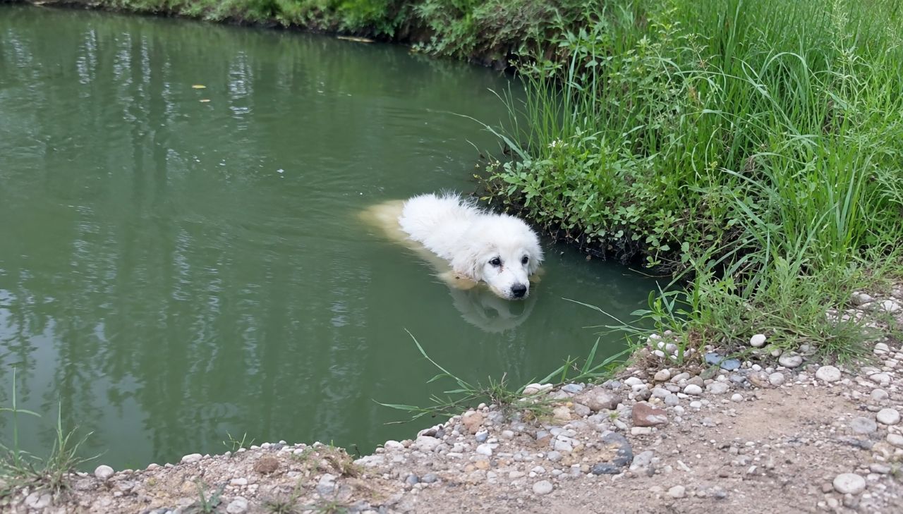 Equipes de resgate encontram filhote boiando em um lago e percebem que ela ainda está lutando pela vida