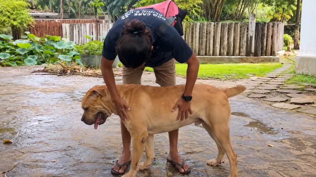 Mulher para a motocicleta ao encontrar cachorro abandonado na estrada e toma uma decisão que transforma completamente a vida do animal